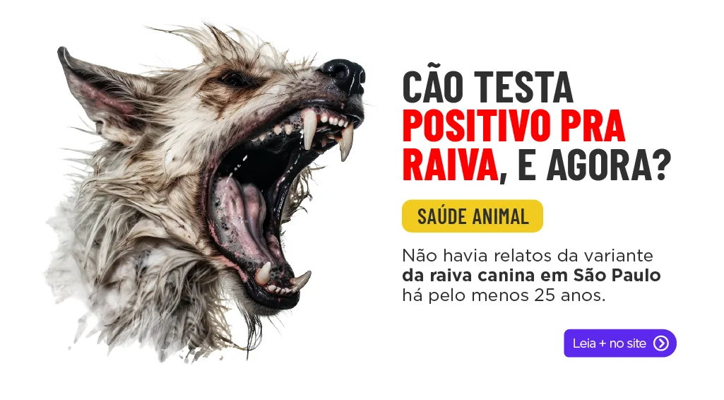 cão testa positivo pra raiva, e agora?