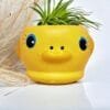 cachepo bichinho pato planta